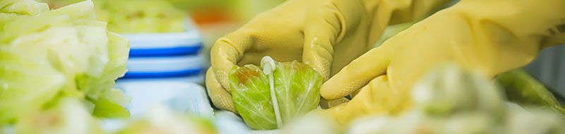 Guantes para el contacto con los alimentos