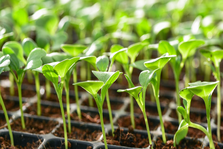 Research & Development Services