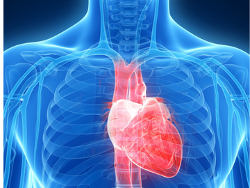 3D medical illustration of a human chest showing the heart highlighted in red within the ribcage and surrounding anatomy.