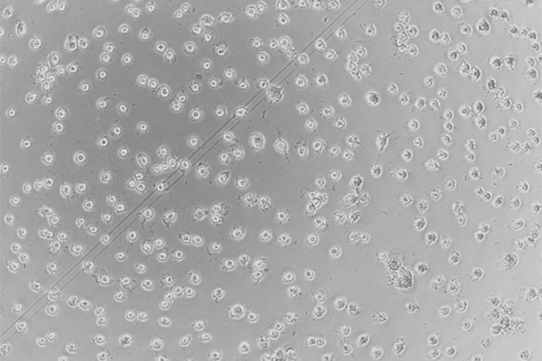 In Vitro Biocompatibility